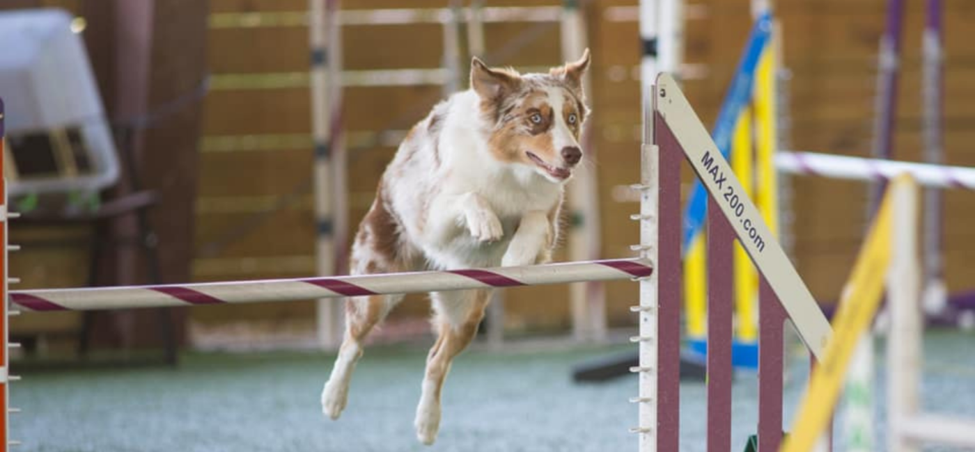 Why Consistent Dog Training is Essential: Methods and Benefits for Your Dog’s Development