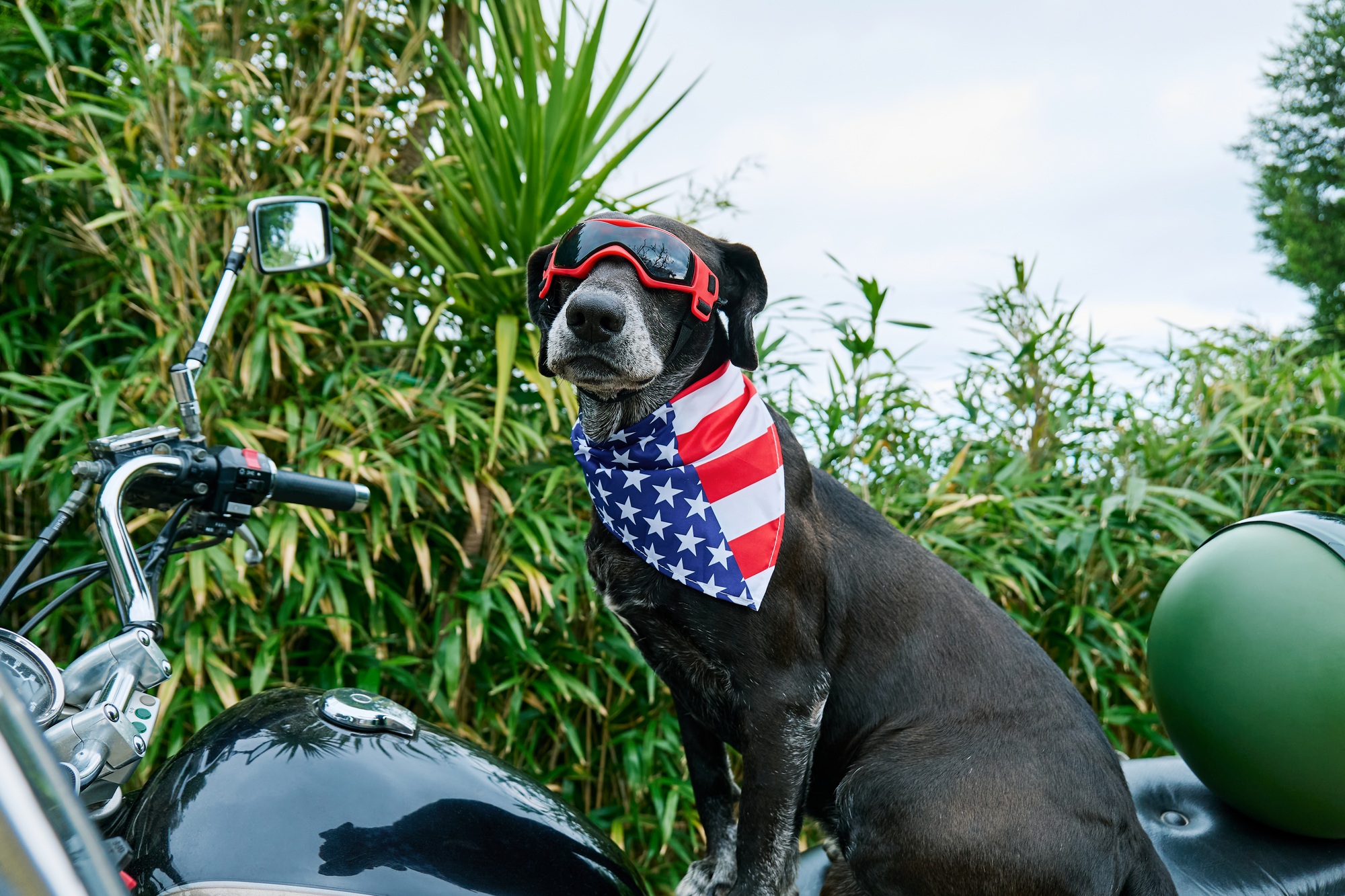 Black dog, wearing American Flag patriotic bandana and red protective goggles,sitting on a motorbike