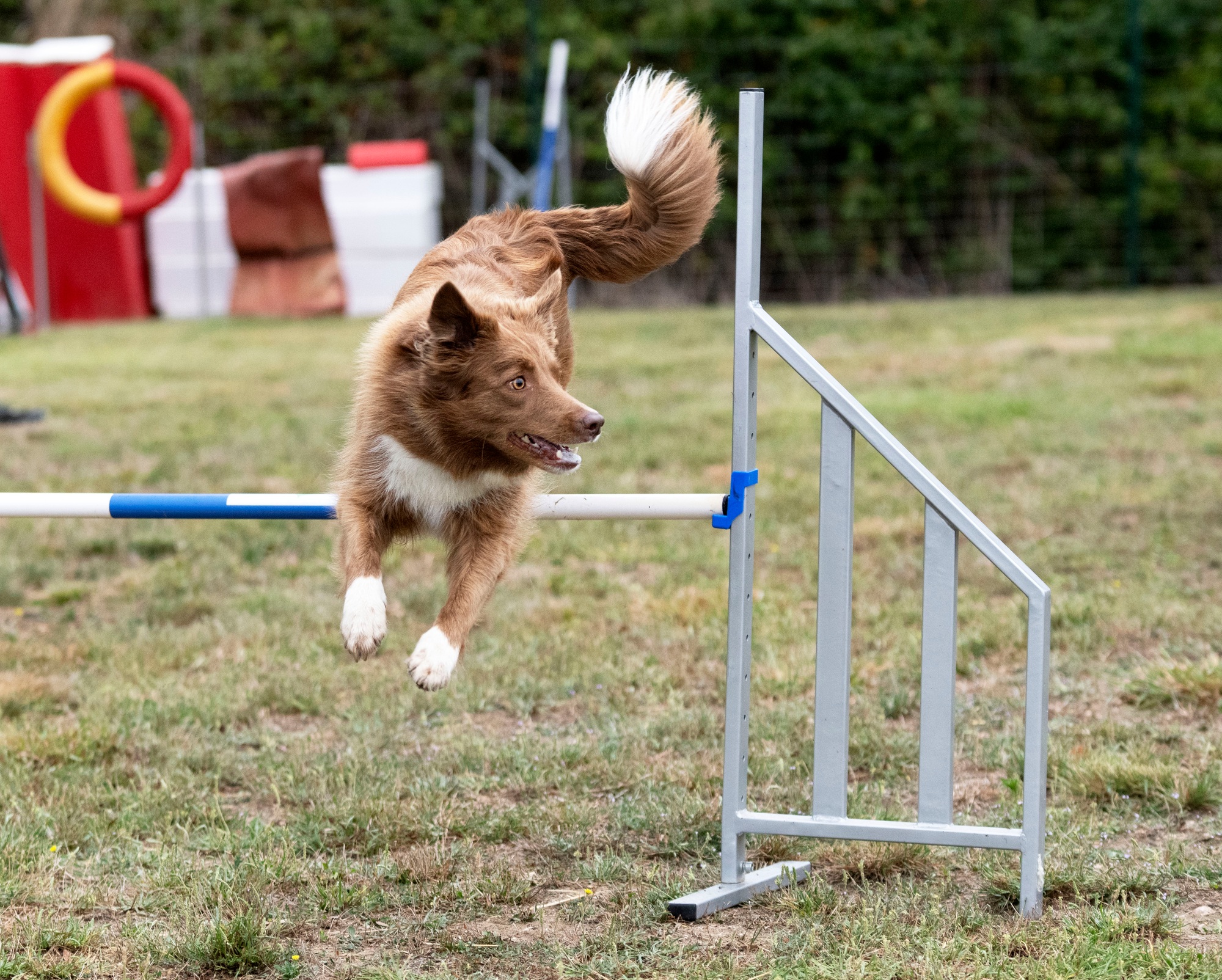 dog and agility