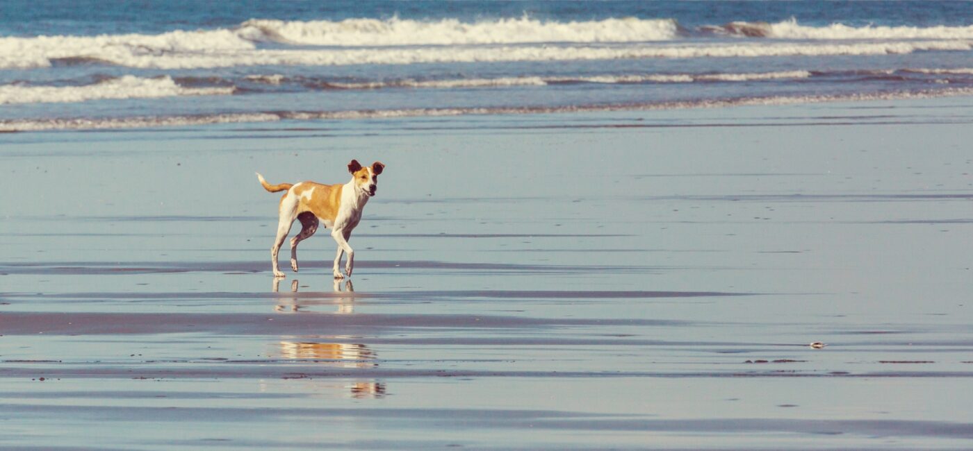 Summer Heat Safety: How We Keep Dogs Cool During the Hottest Months at A Dog’s Way Inn