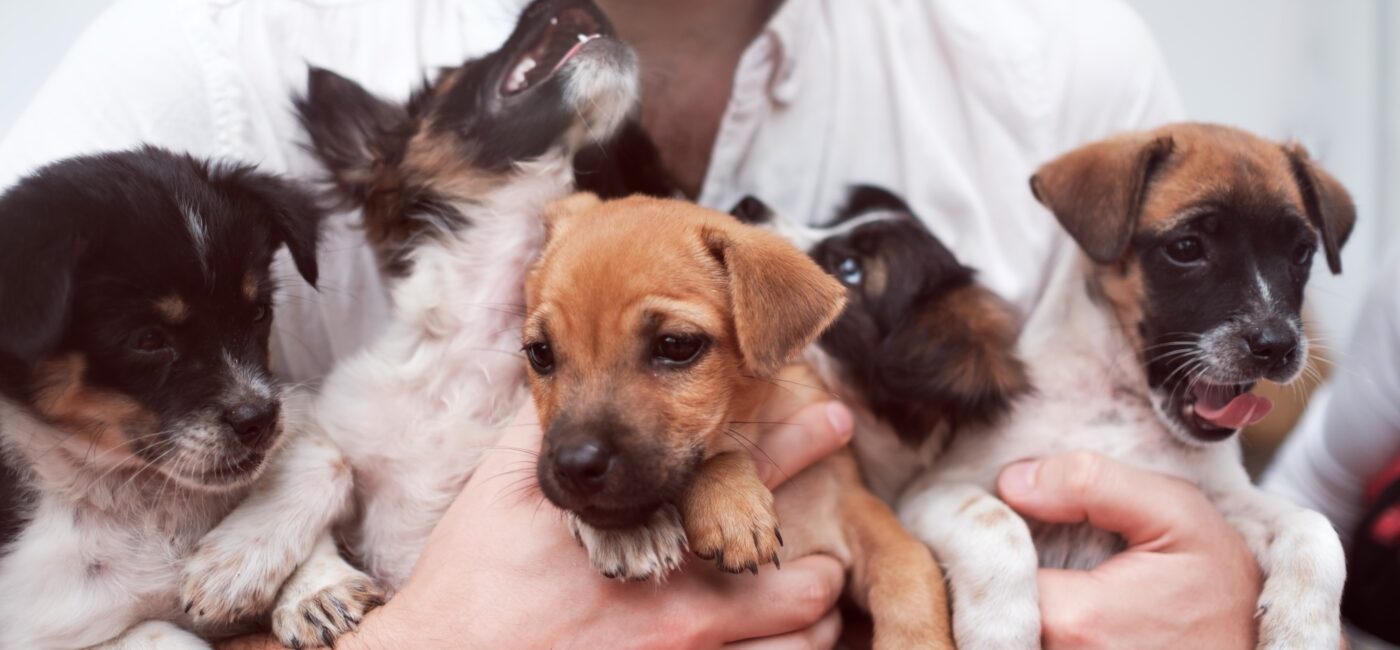Puppy Socialization: The Importance of Early Experiences