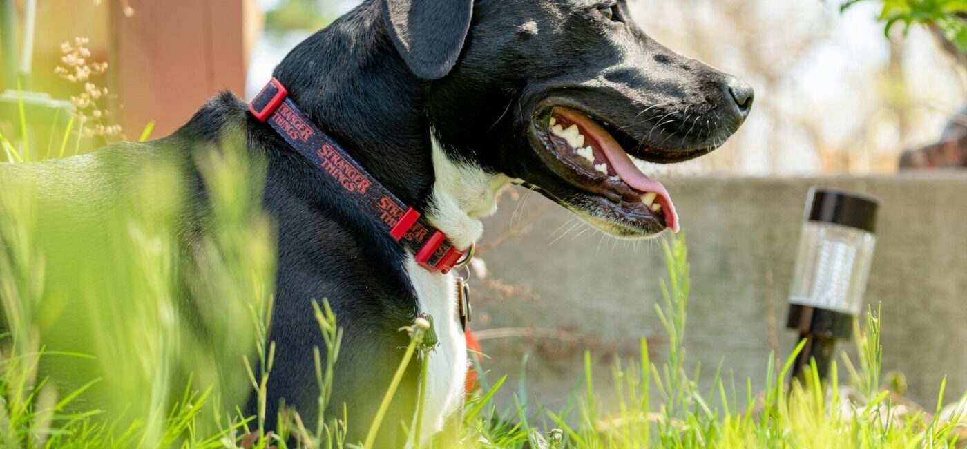 a black and white dog laying in the grass