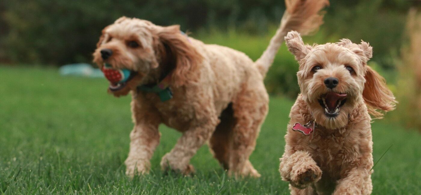 brown long coated small dog on green grass field during daytime