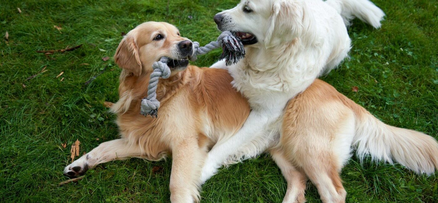 Two dogs playing tug of war with each other