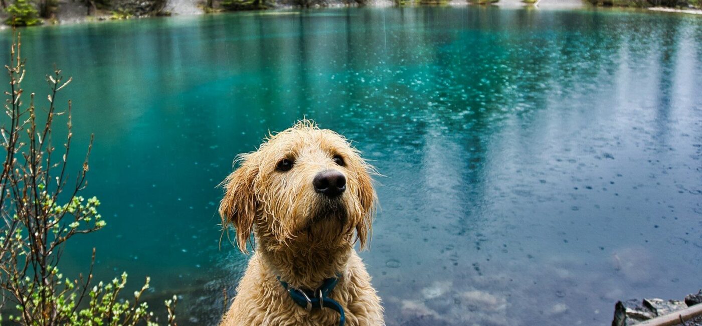 Rainy Day Activities for Dogs in Murrells Inlet