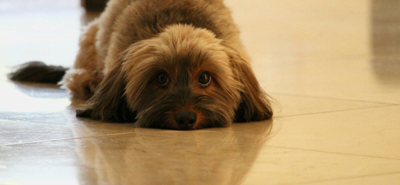 adult fawn Yorkshire terrier