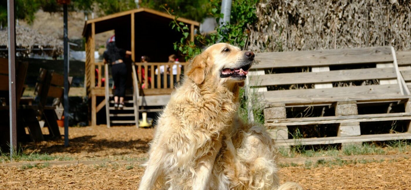 Golden retriever dog sitting outdoors near wooden structure