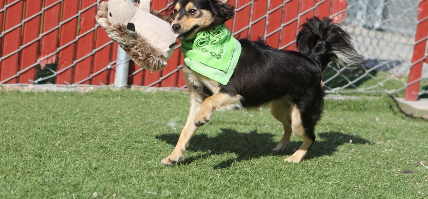 a black and brown dog holding a frisbee in it's mouth