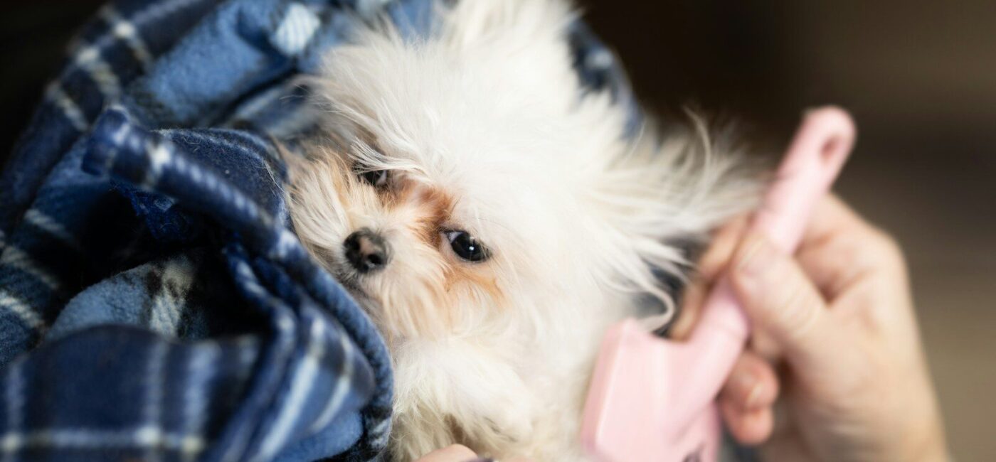 a woman holding a small white dog under a blanket