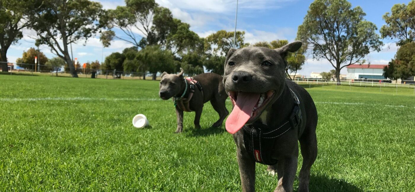 black short coated dog playing with white ball on green grass field during daytime