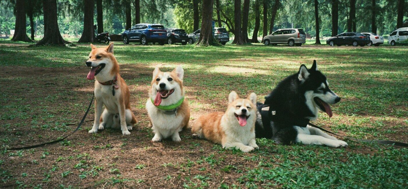 a group of dogs sitting in a grassy field