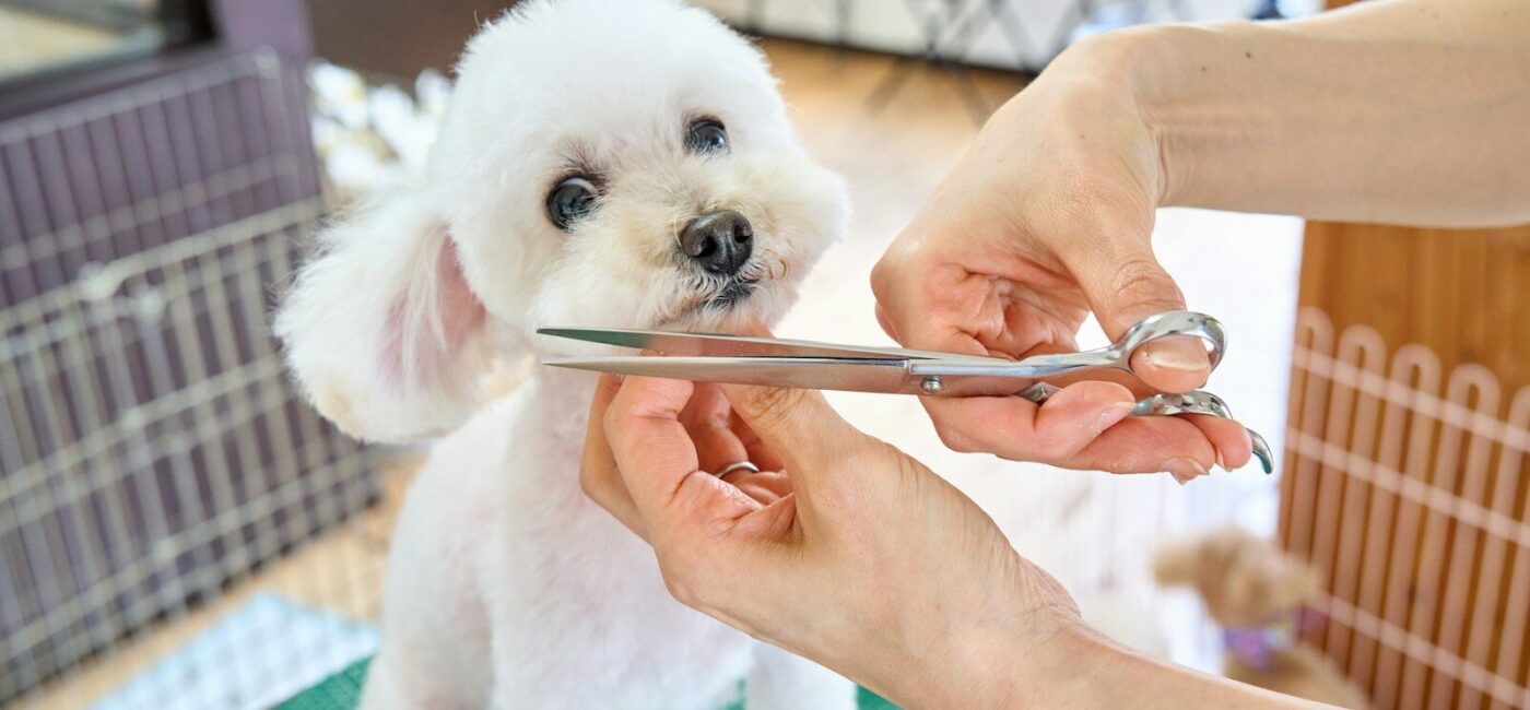 A small white dog being cut with a pair of scissors