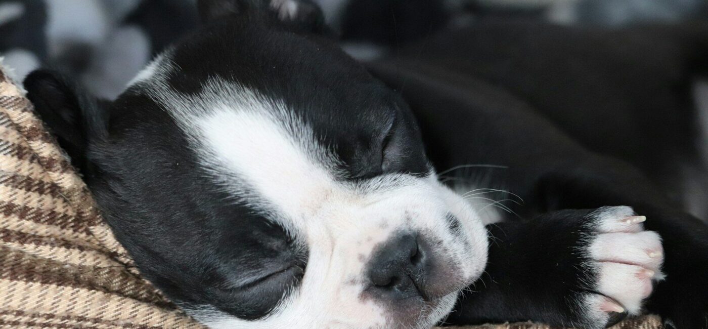 a small black and white dog sleeping on a couch