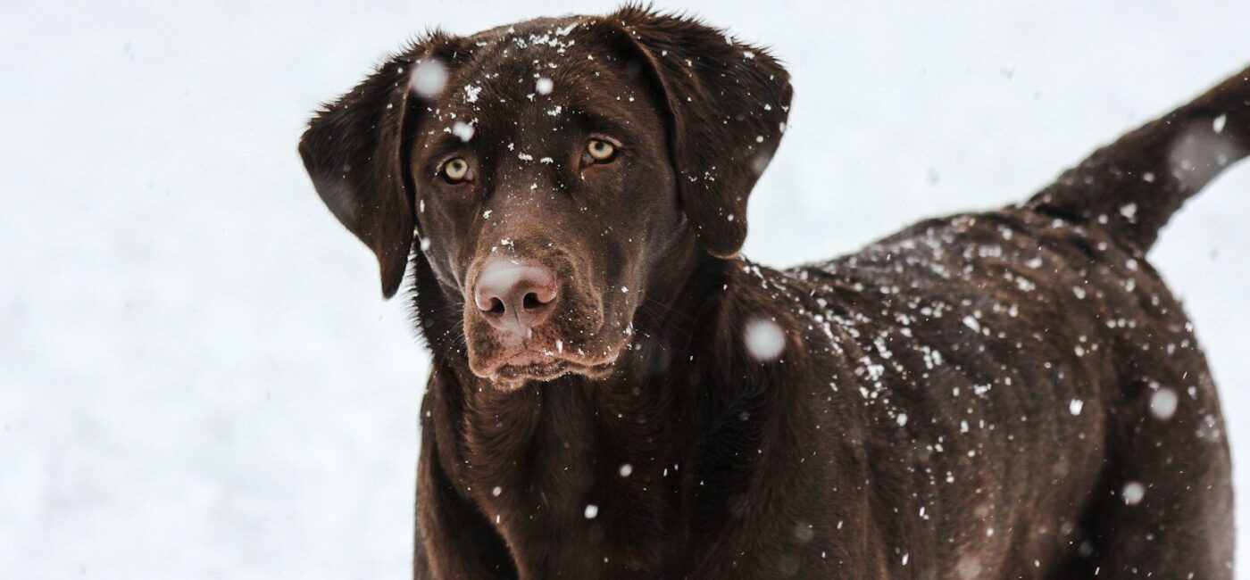 chocolate labrador retriever puppy on snow covered ground during daytime