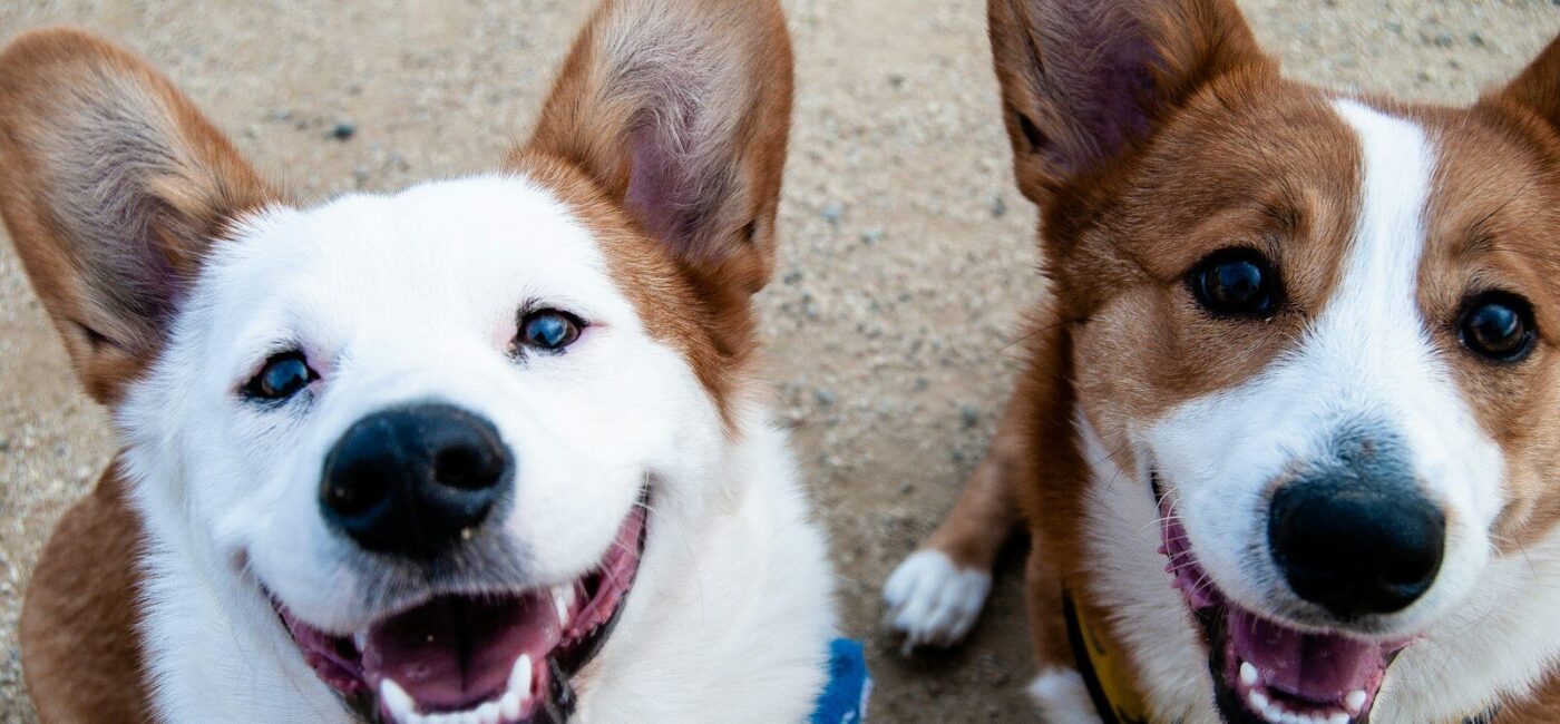 two white-and-tan dogs