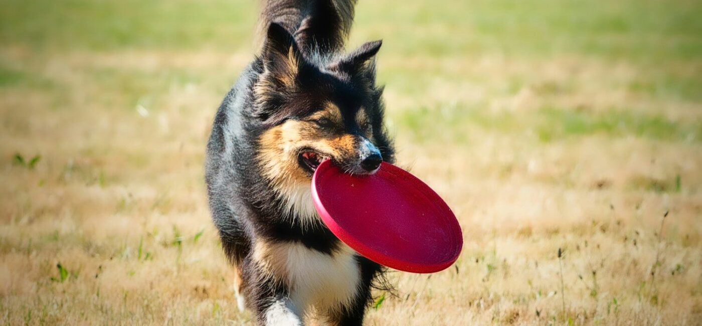 black and brown long coated dog biting red plastic heart toy on green grass field during