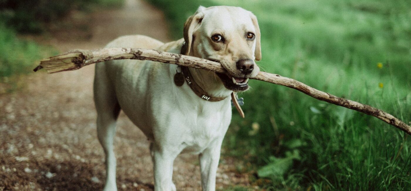 short-coated dog biting stick