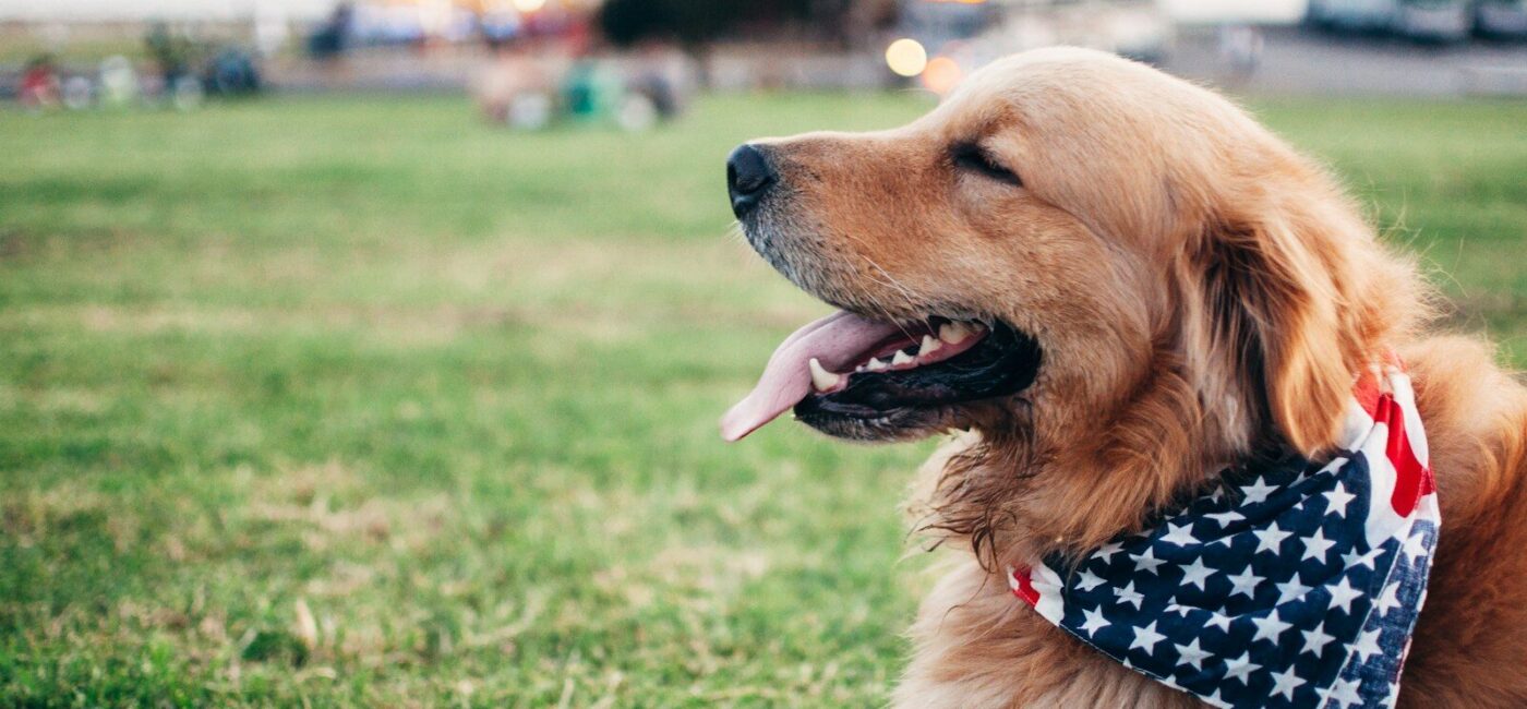 adult brown Golden retriever with Star & Stripes scarf lying on green grass