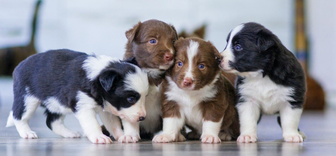 black and white short coated puppy