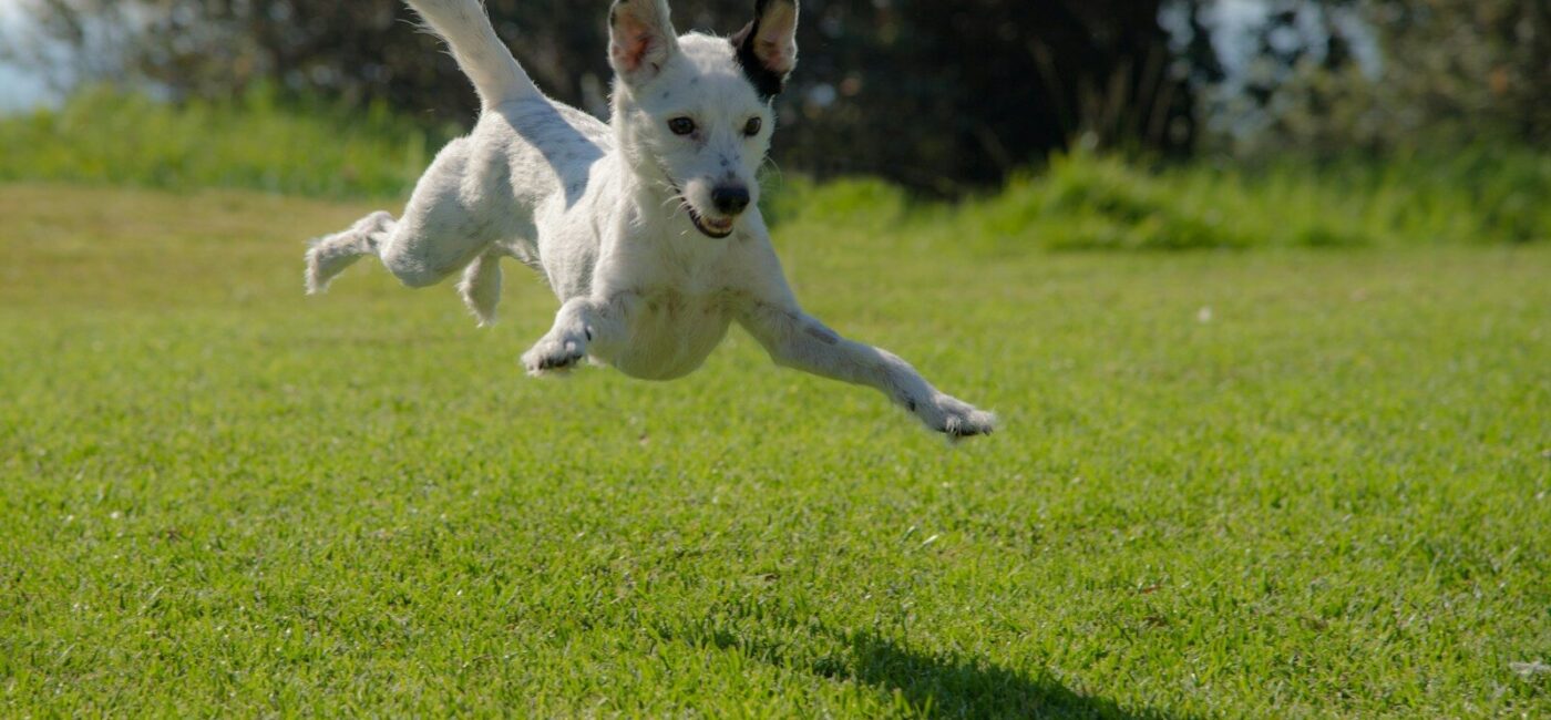 dog jumping on lawn during daytime