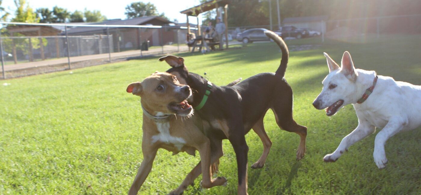 a couple of dogs that are standing in the grass
