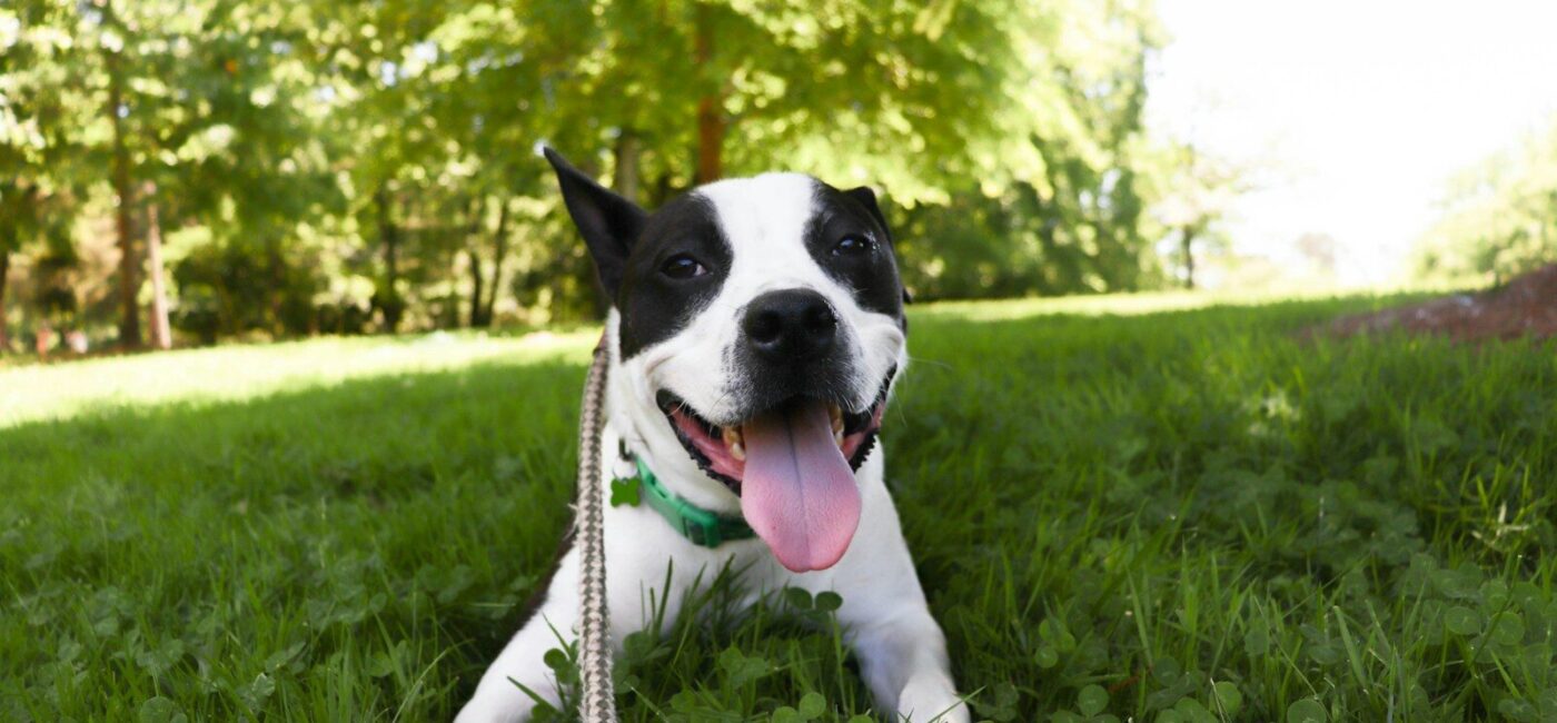 A happy dog is lying in the grass.