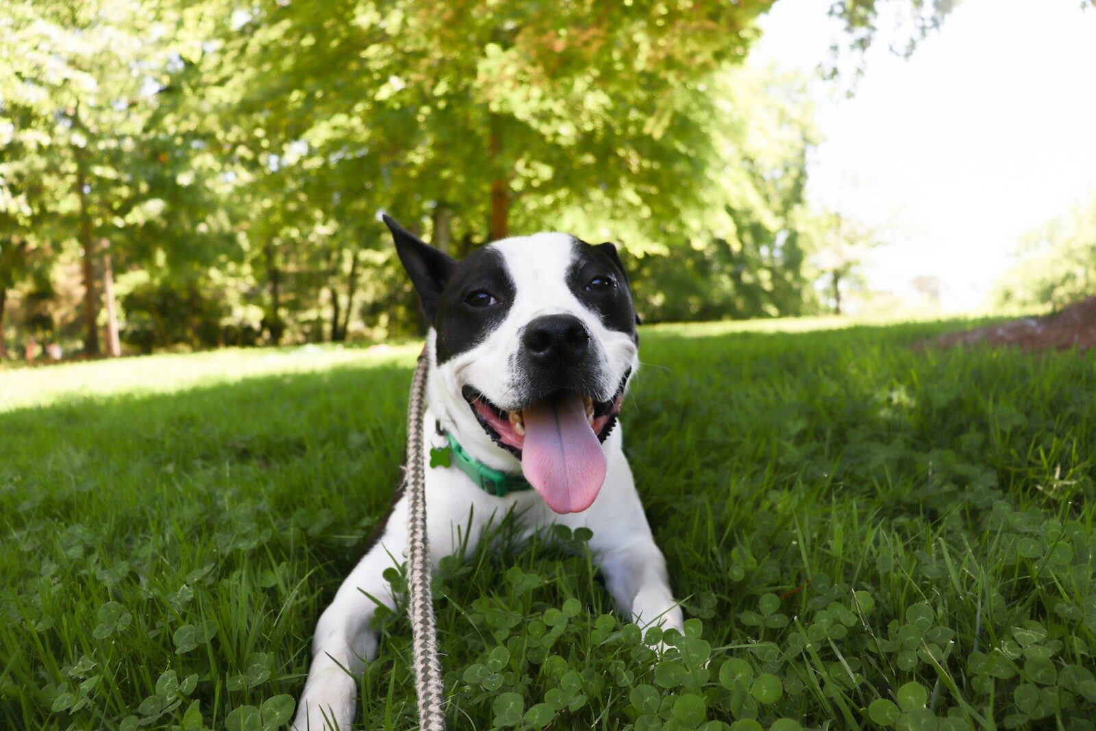 A happy dog is lying in the grass.