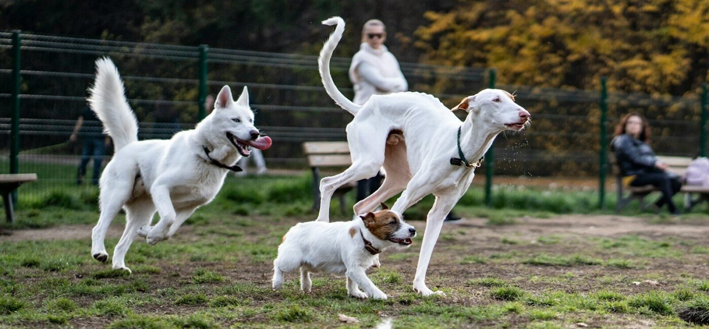 How Dog Boarding Keeps Pets Active and Social While You Travel