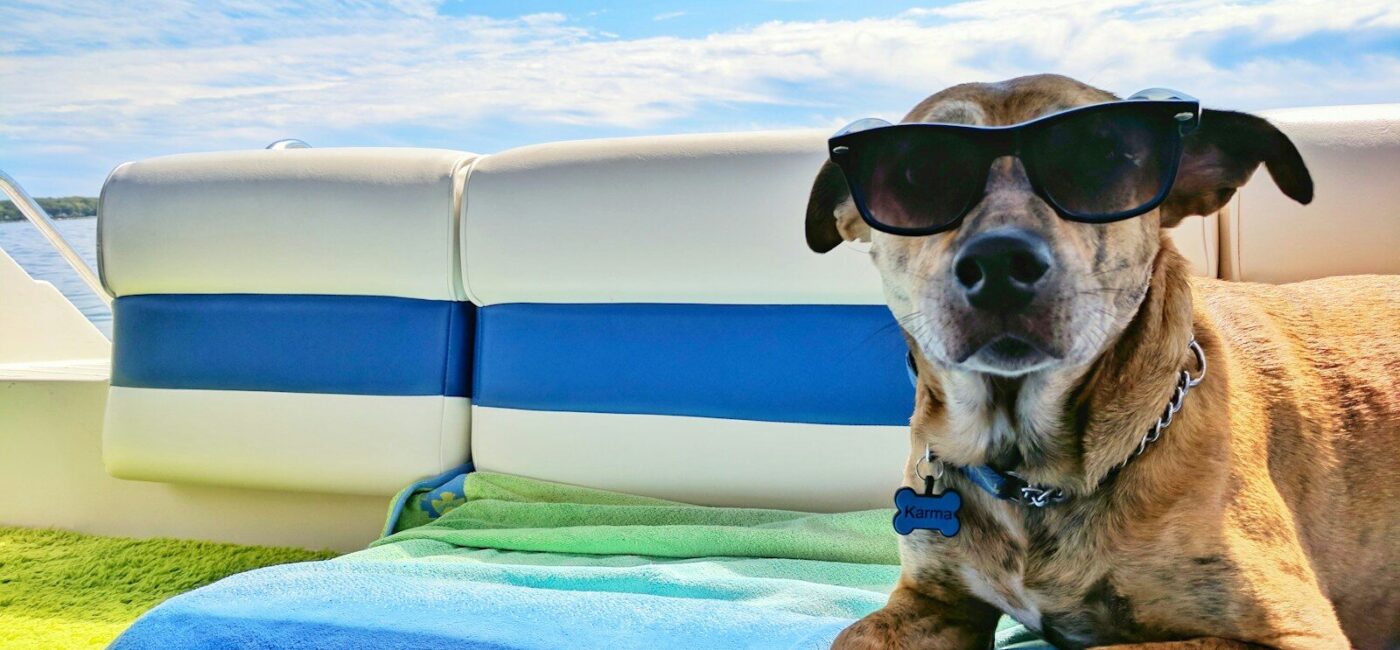brown dog wearing sunglasses on blue textile