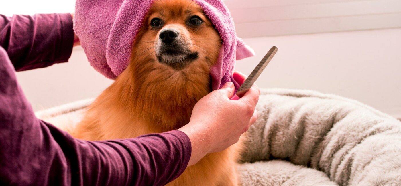 brown pomeranian wearing pink towel